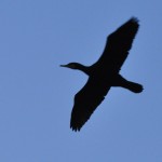 Cormorano