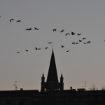 Cormorani e Sant'Eufemia