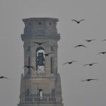 Cormorani e Santa Maria Matricolare