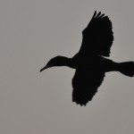 Cormorano