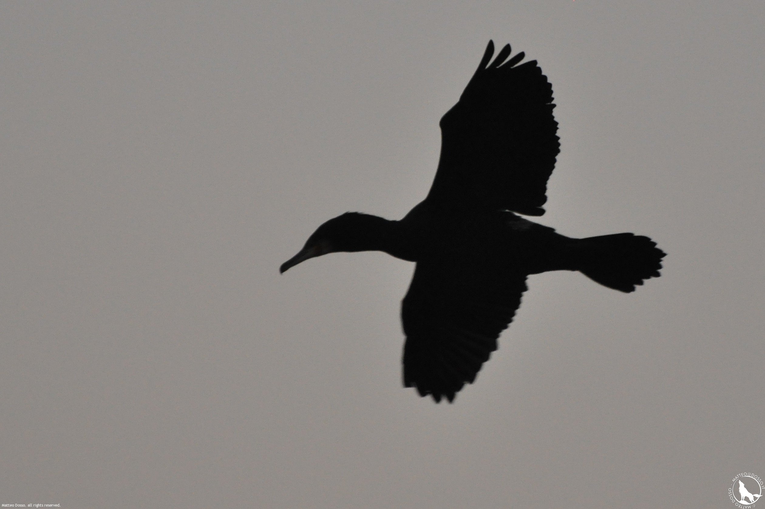 Cormorano