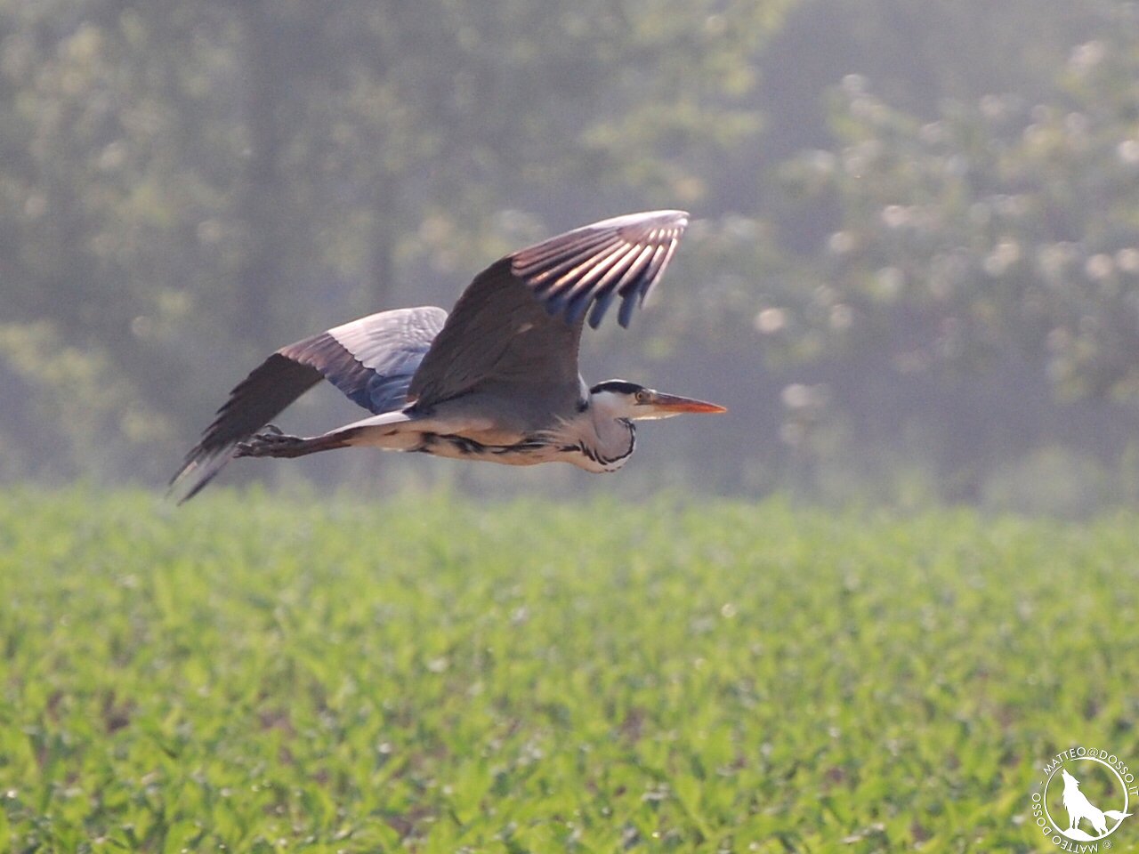 Airone cinerino