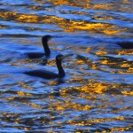 Cormorani sull'Adige all'alba