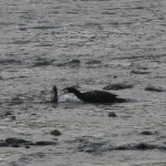 Cormorano cattura un pesce