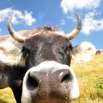 Mucca in val Sarentino