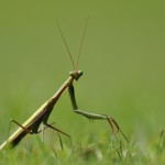 Mantide religiosa