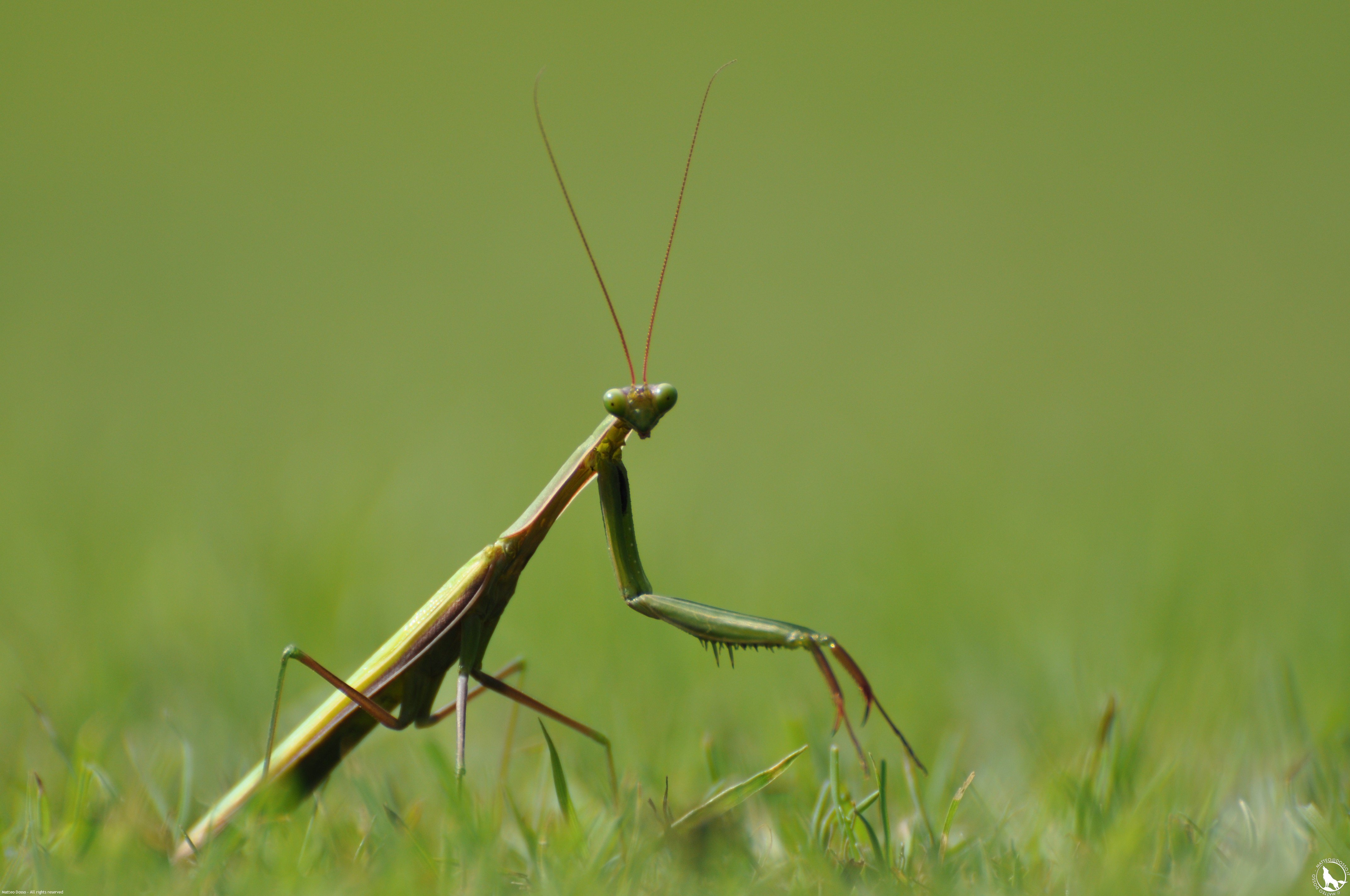 Mantide religiosa