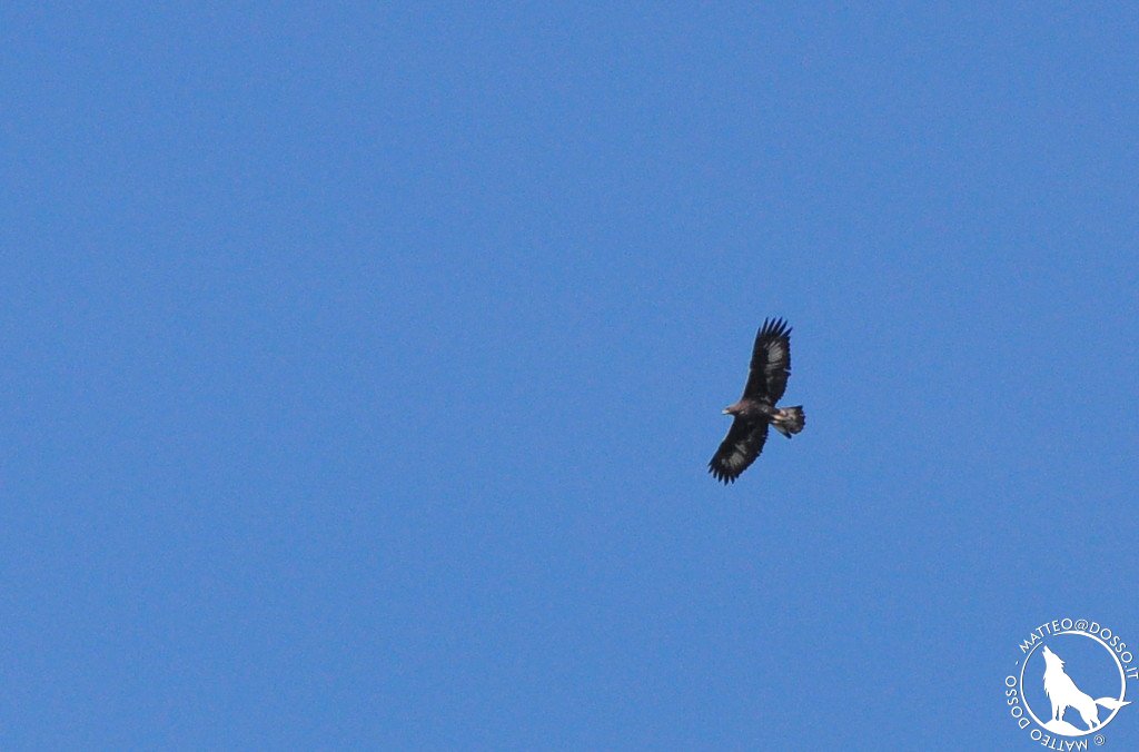 Aquila reale