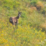 Camoscio a passo Malera
