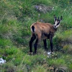 Giovane camoscio a passo Malera